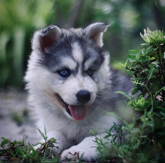 Funny Animal Videos Will Make Your Day Better