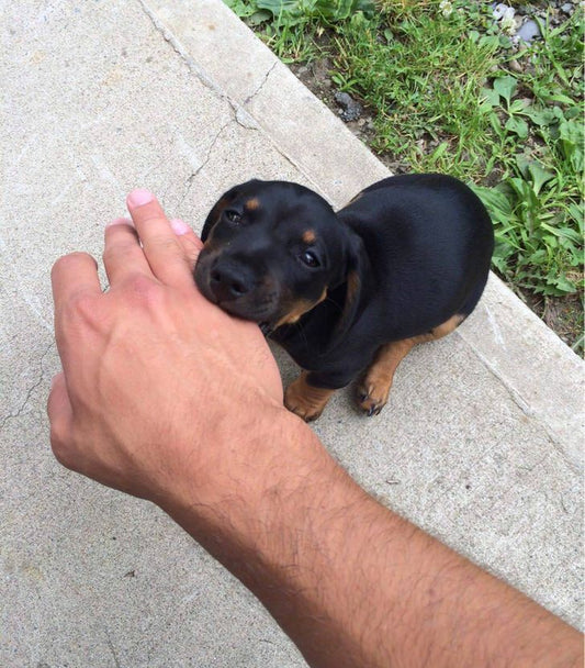 19 Adorable Images Of Animals That Will Make You Want To Cuddle Up With Them