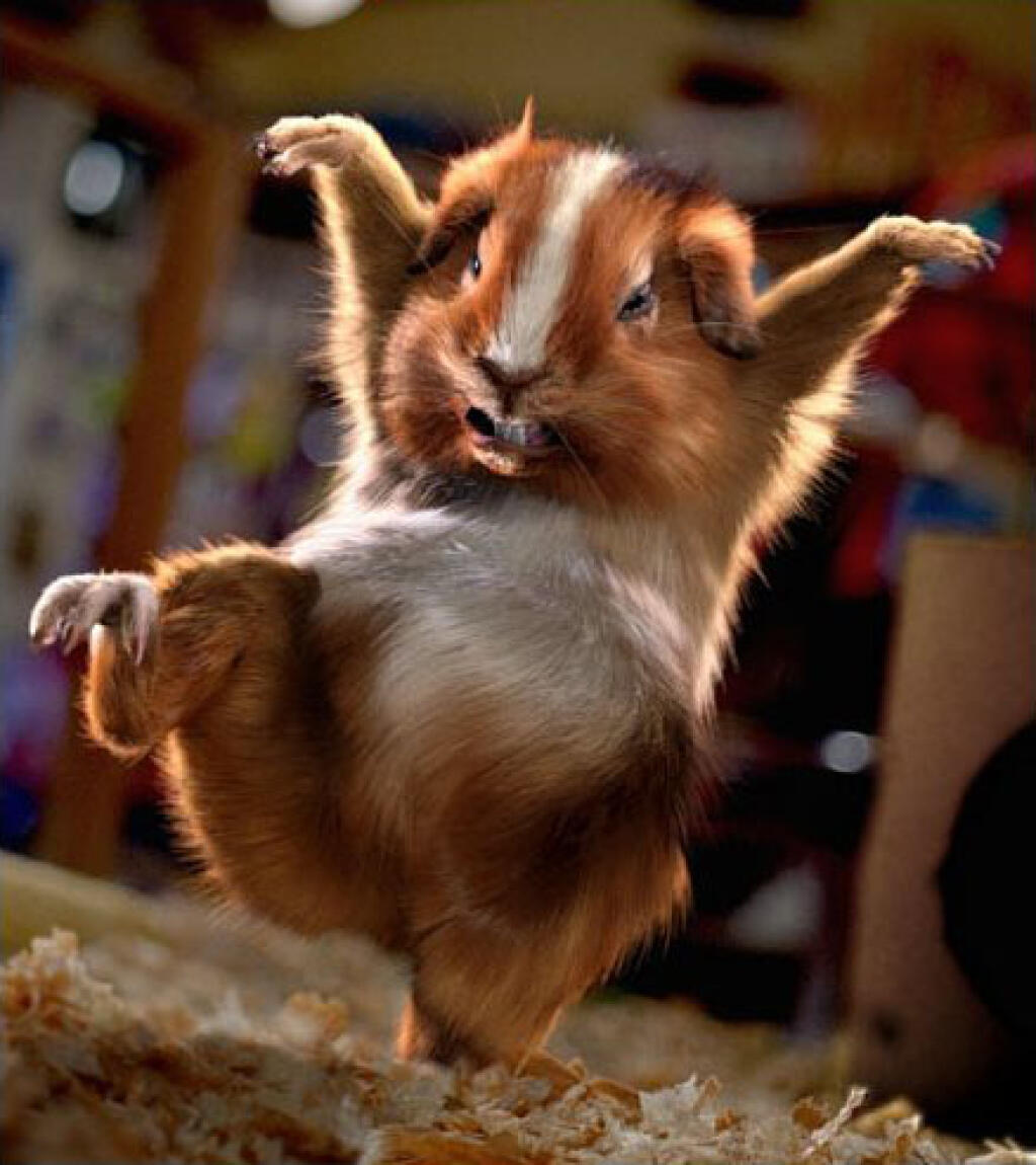 Funny Animal Videos Will Cheer You Up #205
