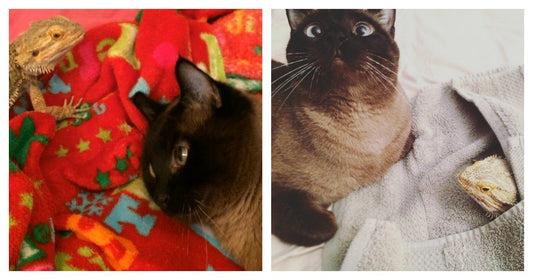 The Cat And Lizard Who Were Loners, Until They Met One Another