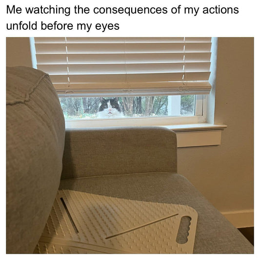Funny Catto Videos Will Cheer You Up