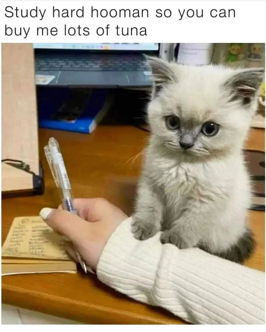 Funny Animal Videos Will Cheer You Up #17