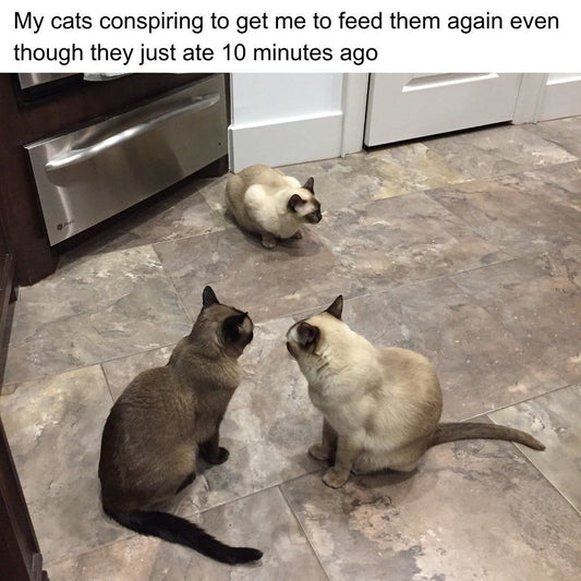 Adorable Animal Moments