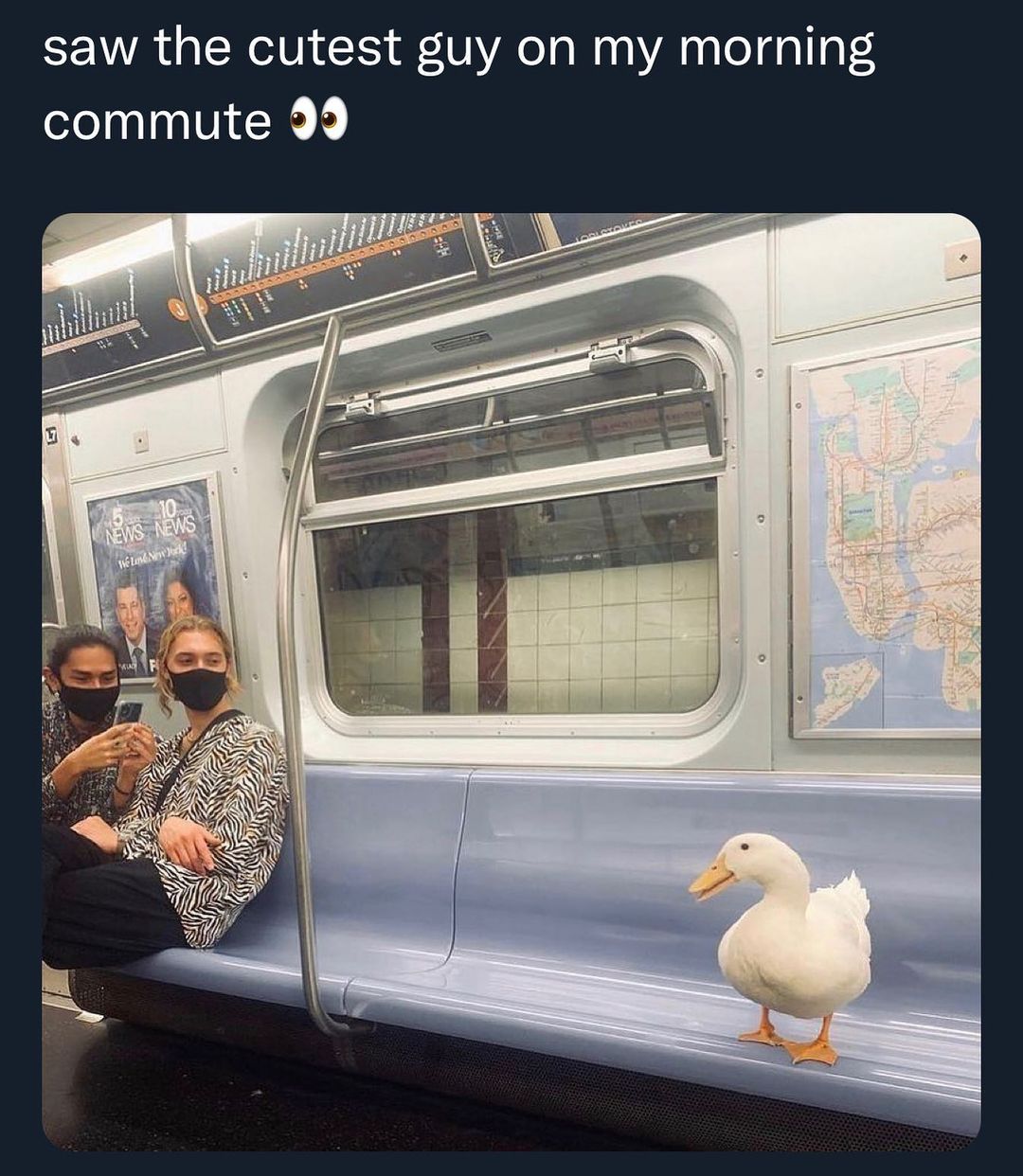 Hilarious Animal Videos