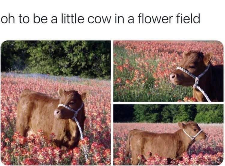 Funny Animal Videos Will Cheer You Up #206