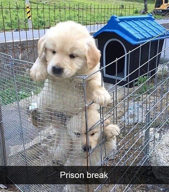 Funny Animal Videos Will Cheer You Up #212