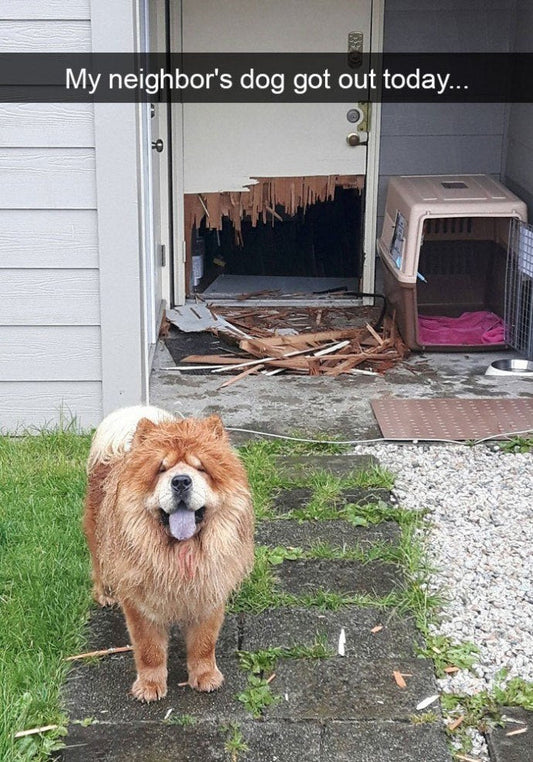 Funny Animal Videos Will Cheer You Up #229