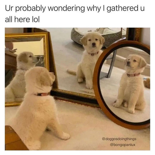 Funny Animal Videos Will Cheer You Up #2