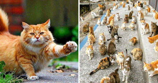 Dream Job Detected: Get Paid for Chilling Out With 55 Cats on a Greek Island