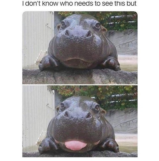 Cute And Hilarious Animal Videos