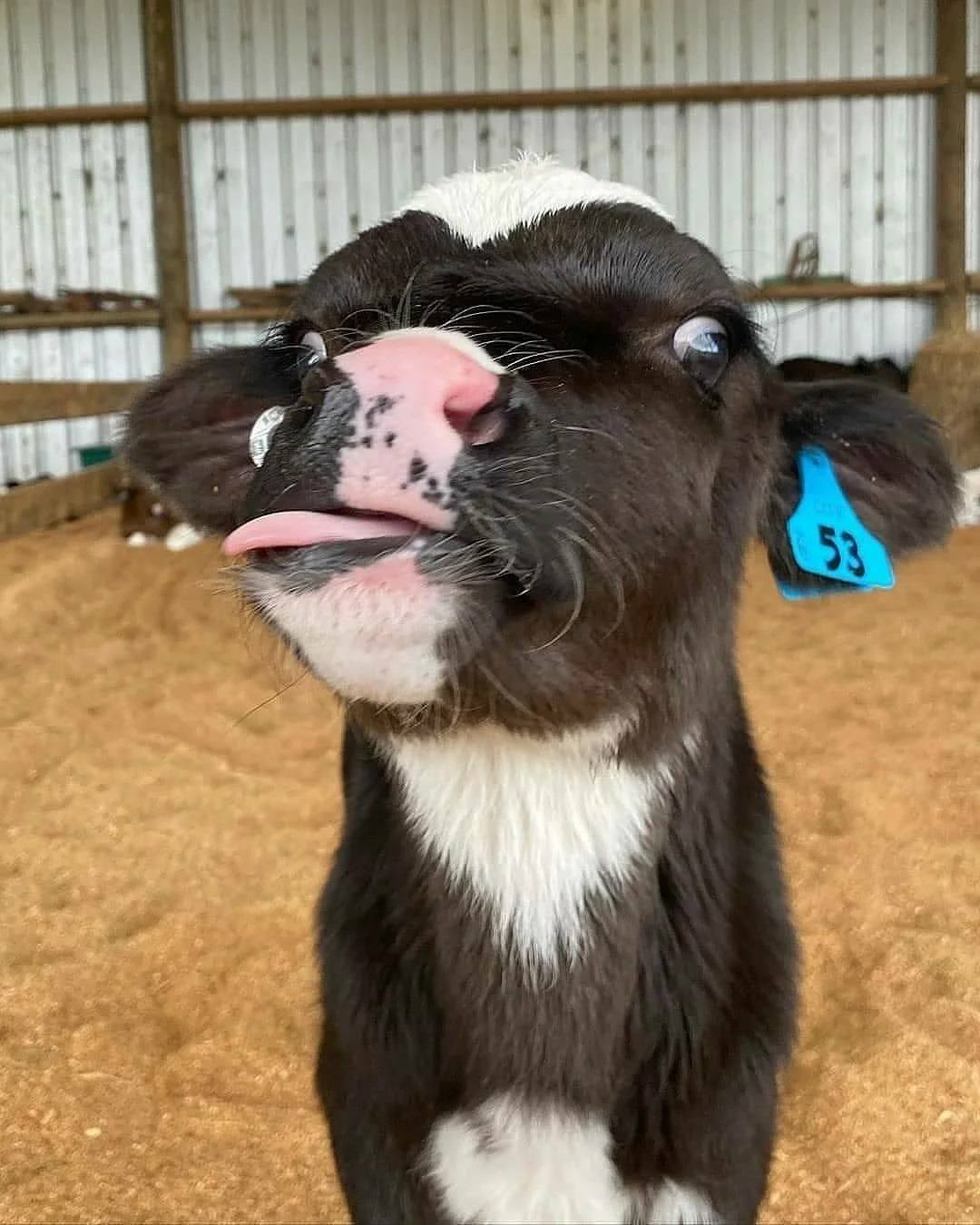 Funny And Adorable Pet Moments