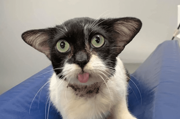 20+ Animals Who Refuse To Act Normally