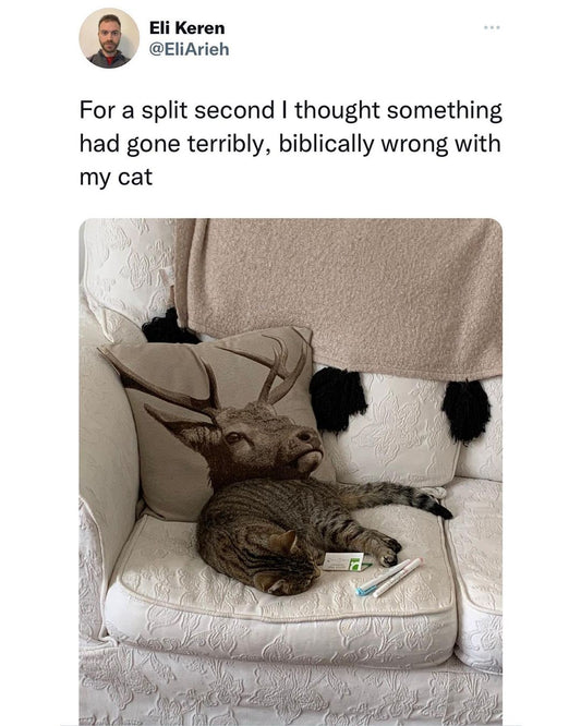 Hilarious Animal Moments