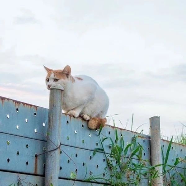 Funny Animal Videos Will Cheer You Up #32