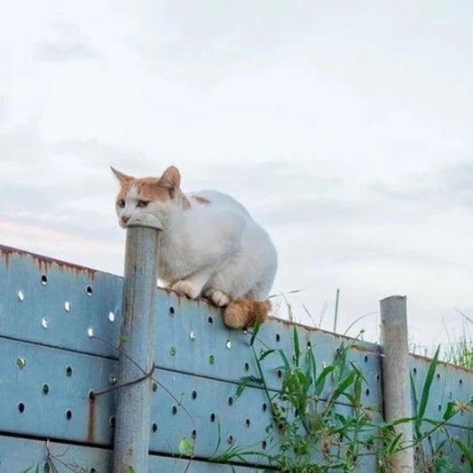 Funny Animal Videos Will Cheer You Up #32