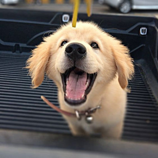 20 Smiling Golden Retrievers That Will Melt Your Heart