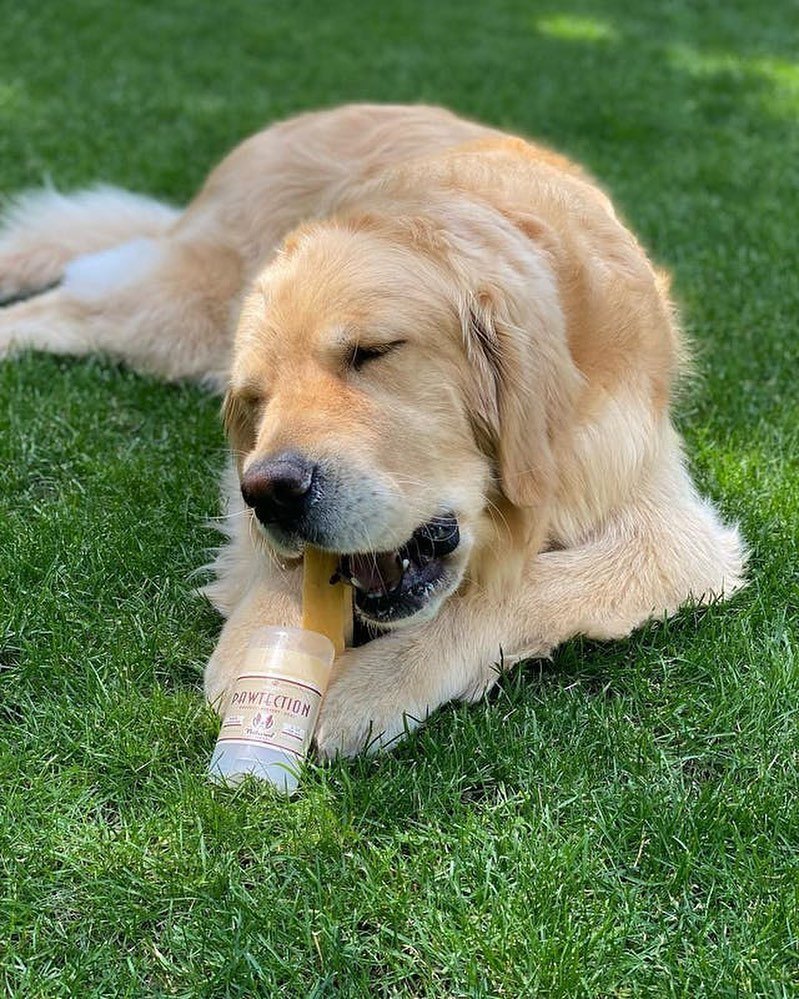 Cute Pet Videos Around The World