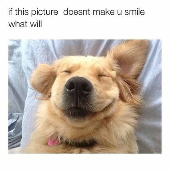 30 Best Golden Retriever Memes of All Time