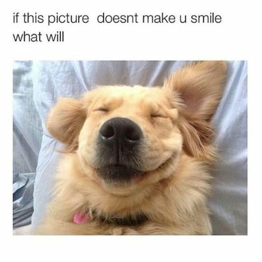 30 Best Golden Retriever Memes of All Time