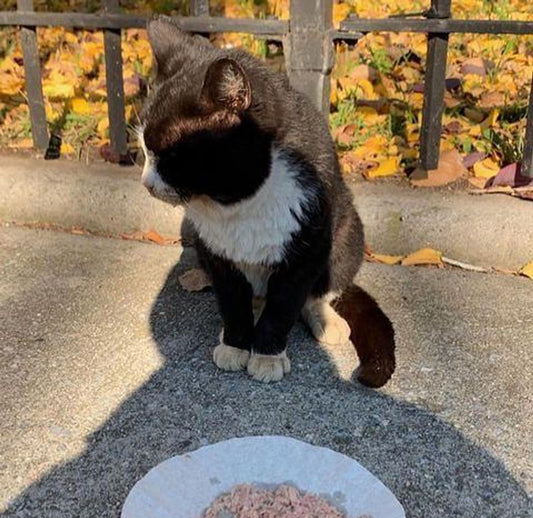 Cat Determined to Never Step Paw Outdoors Again and Holds onto Man Who Helped Him