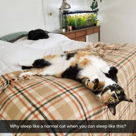 Funny Animal Videos Will Cheer You Up #214