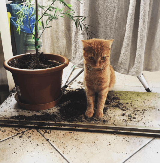 12 Sassy Cats That Couldn’t Care Less And It’s Hilarious