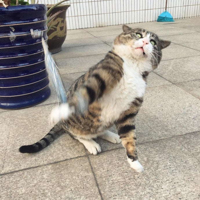 Funny Animal Videos Will Cheer You Up #208