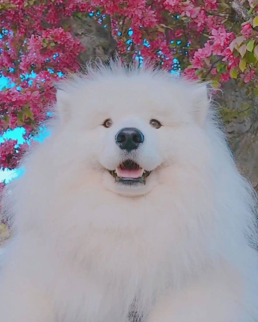 The Most Hilarious Pet Videos That Will Make You Smile