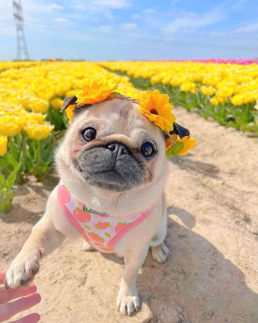 Cutest Animal Videos Will Make You Smile