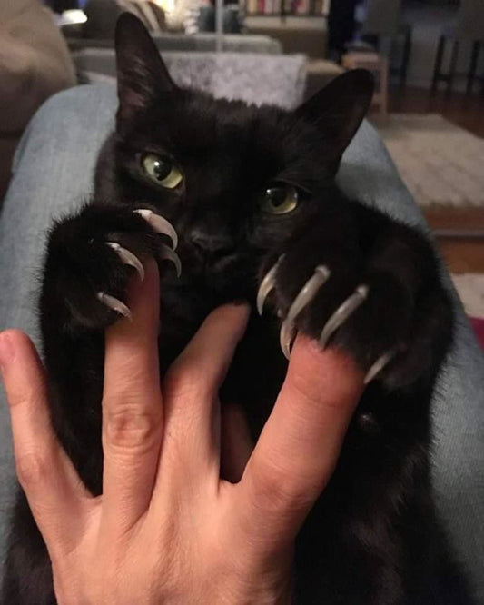 50 Scarily Cute Cats Showing Off Their ‘Murder Mittens’