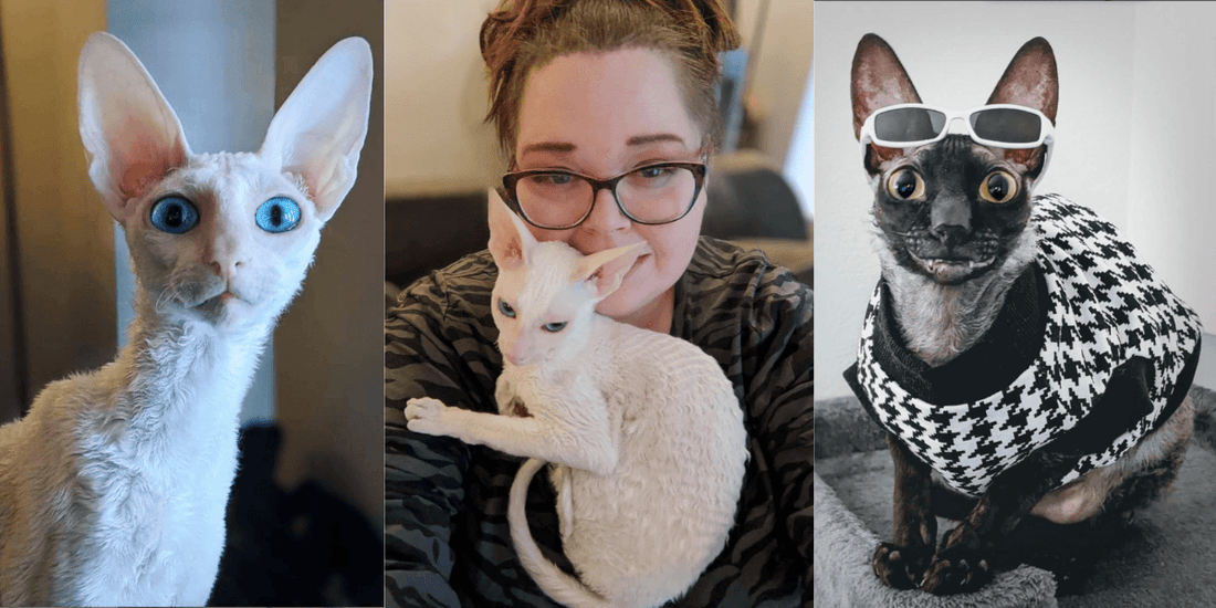Meet Pixel & Sophie: A Goofy Pair Of Cornish Rex Kitty Cats