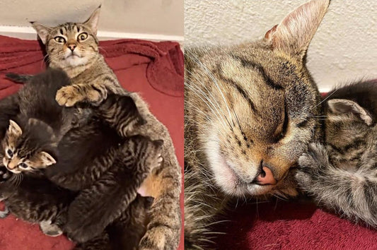 Cat Finds a Place for Her 6 Kittens and Purrs Nonstop Knowing They Never Have to Be Outside Again