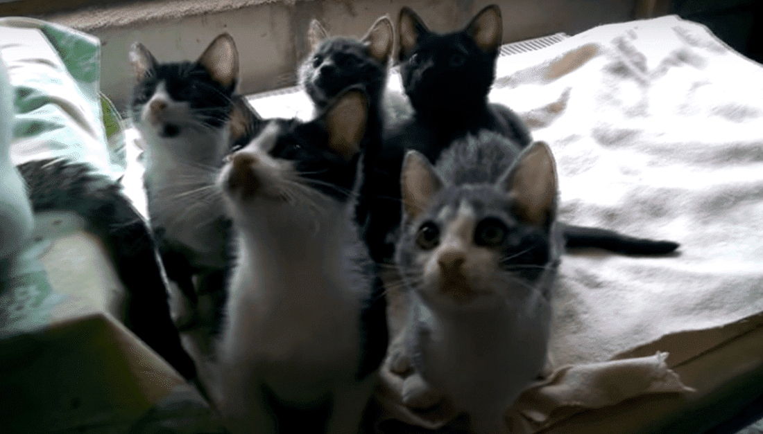 5 Tiny Rescued Kittens Are Adopted And Have The Happiest Life Ever