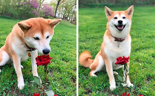 20 Reasons to Madly Fall in Love With Shiba Inu Dogs