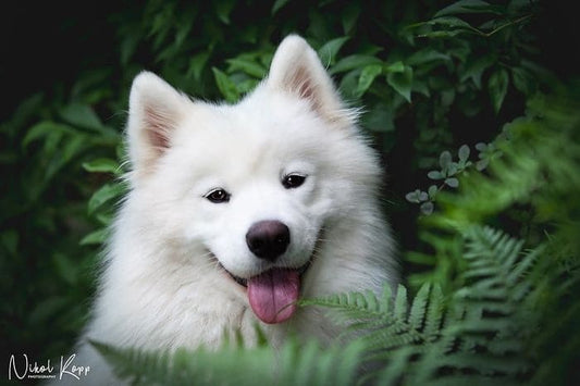 Photographer Takes Magical Photos Of Her Fluffy Samoyed Dog In Nature