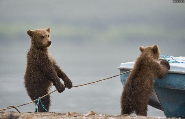 Funny Animal Videos Will Cheer You Up #224