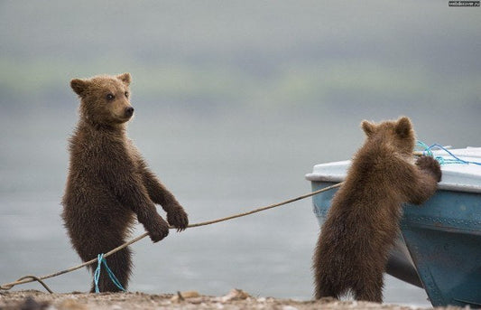 Funny Animal Videos Will Cheer You Up #224