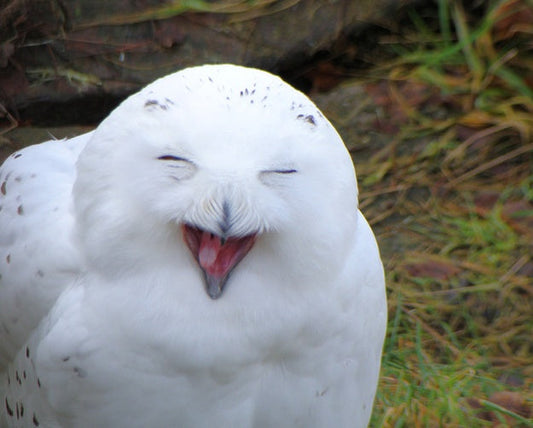 Funny Animal Videos Will Cheer You Up #222