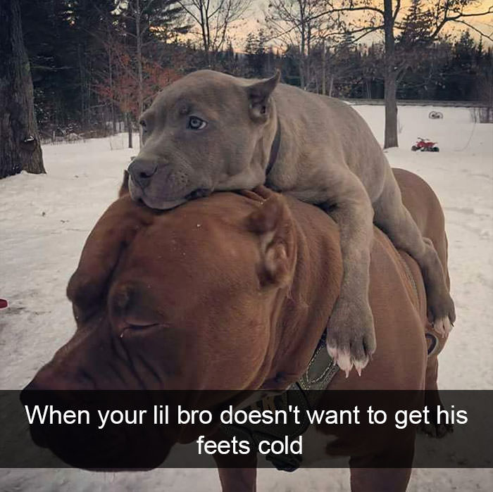Funny Animal Videos Will Cheer You Up #220