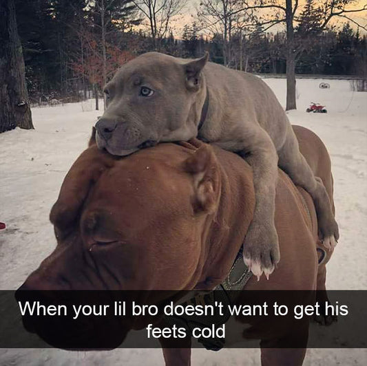 Funny Animal Videos Will Cheer You Up #220