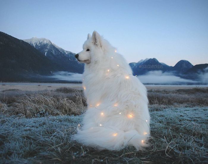 15+ Funny Photos Proving That Samoyeds Are Basically Fluffy Marshmallows