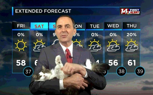 Meet ‘Betty The Weather Cat’, The Kitty Who Went Viral After Bombing Her Meteorologist Dad’s At-Home Forecast