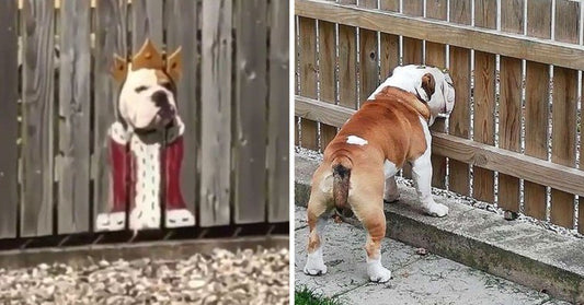 Bulldog Loves To Stick His Head Through The Fence, So His Owners Paint A Costume To Make Him The King Of The Street