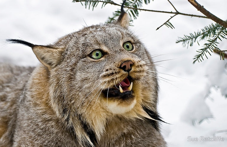 These Photos Will Make You Fall In Love With Canada Lynx