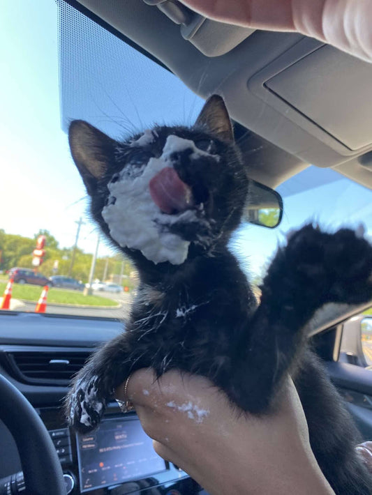 Rescue Kitten Went Crazy For Her Very First Puppuccino Ever