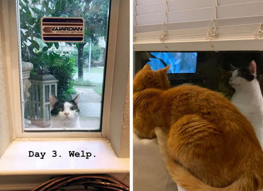 A Lost Cat Keeps Staring Into a Random Family’s Windows, and the Story Gets Better and Better With Every Day
