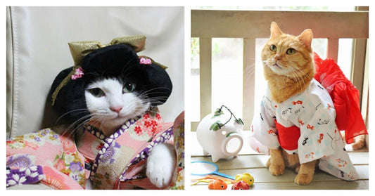 Cats In Japan Are Wearing Kimonos Because It's All The Rage
