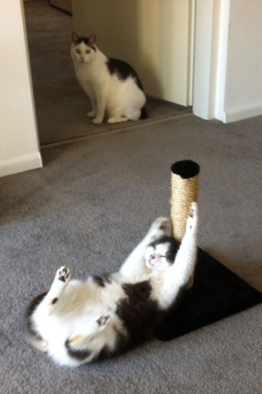 10+ Moments Of Cats Having Catnip And Cat.exe Crashing Right Afterwards