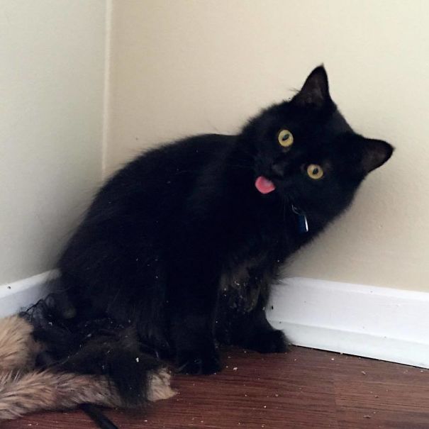 Funny Animal Videos Will Cheer You Up #250