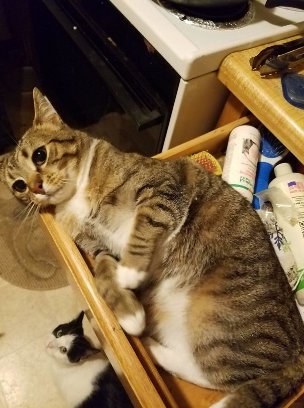 Funny Animal Videos Will Cheer You Up #215